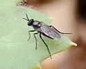 Rhaphium lugubre