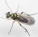 Rhaphium vanduzeei