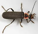 Rhaxonycha bilobata - photo 2