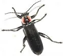 Rhaxonycha bilobata - photo 3