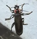 Rhaxonycha bilobata - photo 4