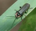 Rhaxonycha bilobata - photo 5