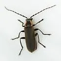 Carolina Cantharid