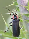 Carolina Cantharid - photo 4