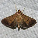 Rhectocraspeda periusalis - Hodges#5157 - photo 2