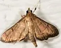 Rhectocraspeda periusalis - Hodges#5157 - photo 4