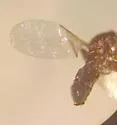 Rhegmoclema boreale