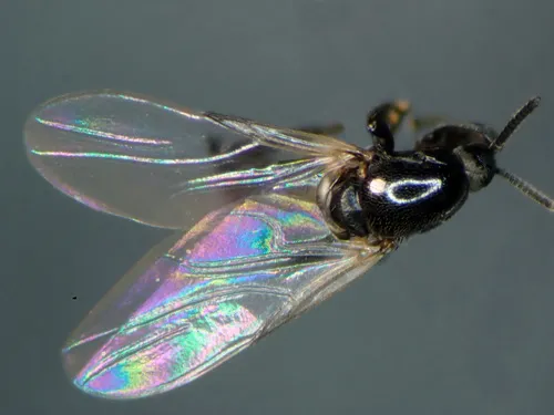 Rhegmoclema coxendix