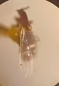 Rhegmoclema edwardsi