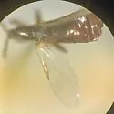 Rhegmoclema halteratum