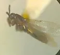 Rhegmoclema hubachecki