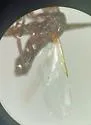 Rhegmoclemina bimaculata