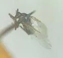 Rhegmoclemina bimaculata - photo 2