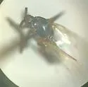 Rhegmoclemina bimaculata - photo 3