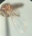 Rhegmoclemina parva