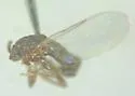 Rhegmoclemina vaginata
