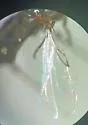 Rhegmoclemina vaginata - photo 2