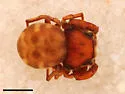Rhetenor texanus - photo 2