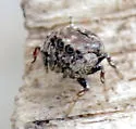 Rhetenor texanus - photo 3