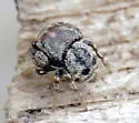 Rhetenor texanus - photo 4