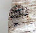 Rhetenor texanus - photo 5