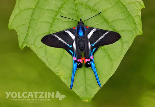 Long-tailed Metalmark - photo 3