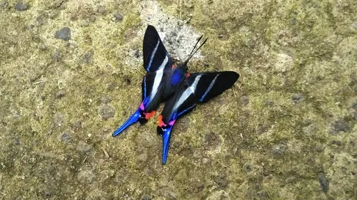 Long-tailed Metalmark - photo 7