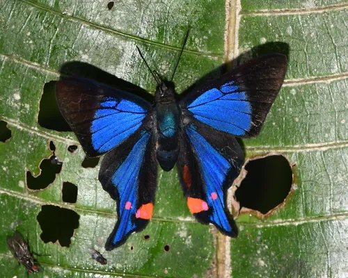 Periander Metalmark - photo 2