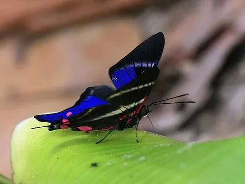 Periander Metalmark - photo 3