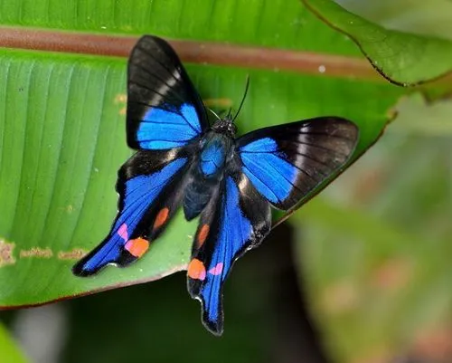 Periander Metalmark - photo 4