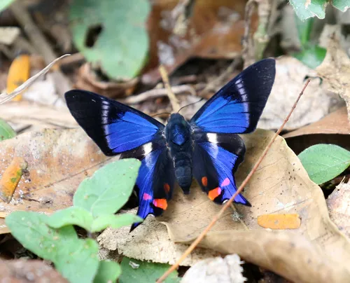 Periander Metalmark - photo 6