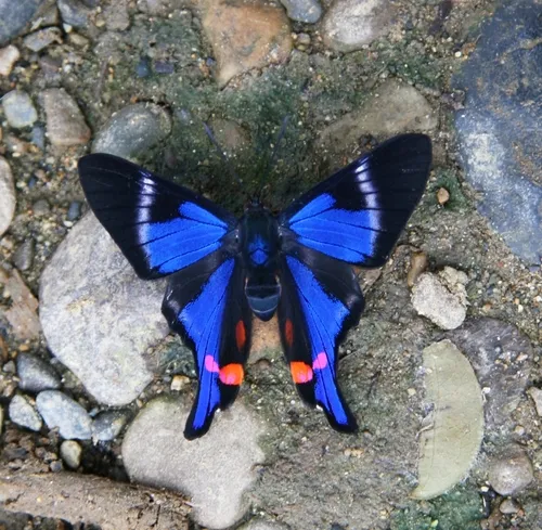 Periander Metalmark - photo 7