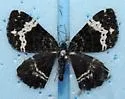 Spear-marked Black Moth - Hodges#7293