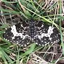 Spear-marked Black Moth - Hodges#7293 - photo 2
