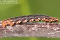 Spear-marked Black Moth - Hodges#7293 - photo 4