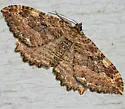 Barberry Geometer - Hodges#7290