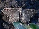 Barberry Geometer - Hodges#7290 - photo 4