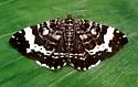 White-banded Black Moth - Hodges#7294