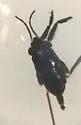 Rheumatobates clanis
