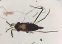 Rheumatobates minutus