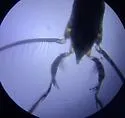 Rheumatobates palosi - photo 2