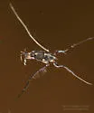 Rheumatobates rileyi