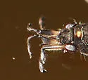 Rheumatobates rileyi - photo 2