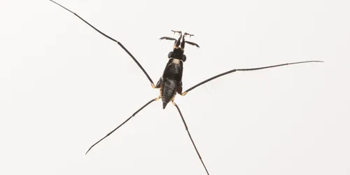 Rheumatobates tenuipes