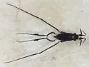 Rheumatobates trulliger