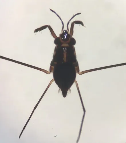 Rheumatobates vegatus