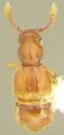 Rhexidius incomptus