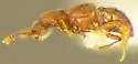 Rhexidius incomptus - photo 2
