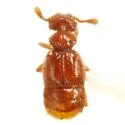 Rhexius insculptus - Rhexius insculptus
