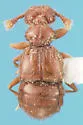 Rhexius schmitti
